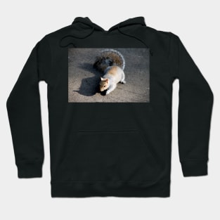 Mr Squirrel, pleased to meet you Hoodie